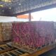Exporta o de Frutas Brasileiras para a Europa O Caso de Sucesso da Azul Cargo em 2025