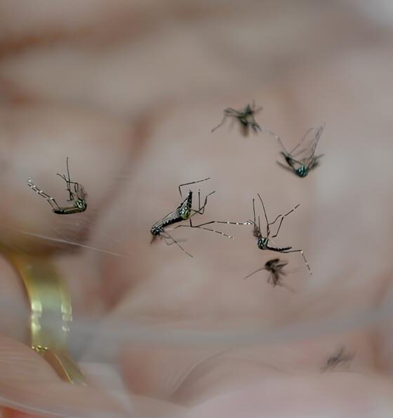 Indaiatuba à Beira do Colapso: A Epidemia Silenciosa da Dengue e o Grito por Soluções Urgentes 16 Indaiatuba Beira do Colapso A Epidemia Silenciosa da Dengue e o Grito por Solu es Urgentes