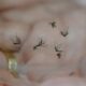Indaiatuba Beira do Colapso A Epidemia Silenciosa da Dengue e o Grito por Solu es Urgentes