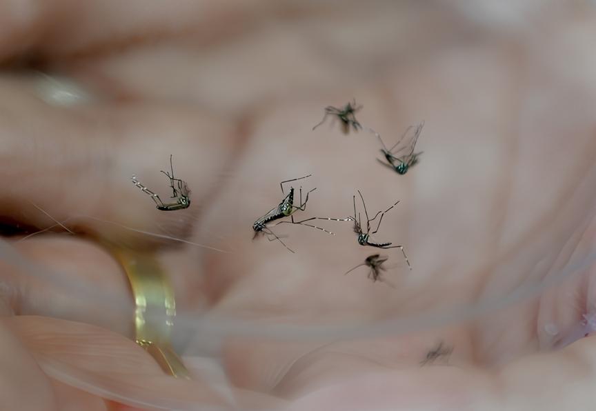 Indaiatuba à Beira do Colapso: A Epidemia Silenciosa da Dengue e o Grito por Soluções Urgentes 15 Indaiatuba Beira do Colapso A Epidemia Silenciosa da Dengue e o Grito por Solu es Urgentes