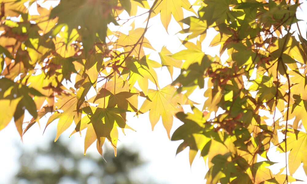 Indaiatuba Sob o Sol O Que Esperar do Clima de Maio em uma das Cidades Mais Promissoras de S o Paulo