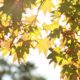 Indaiatuba Sob o Sol O Que Esperar do Clima de Maio em uma das Cidades Mais Promissoras de S o Paulo