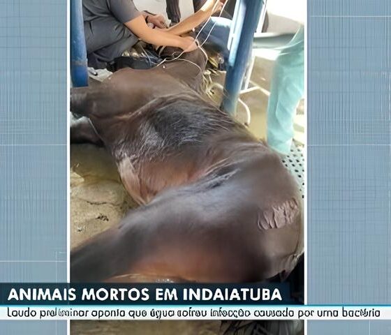 Mist rio nas Estrebarias A Tr gica Epidemia que Assombra Indaiatuba e Coloca em Risco a Vida de Centenas de Cavalos