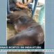 Mist rio nas Estrebarias A Tr gica Epidemia que Assombra Indaiatuba e Coloca em Risco a Vida de Centenas de Cavalos