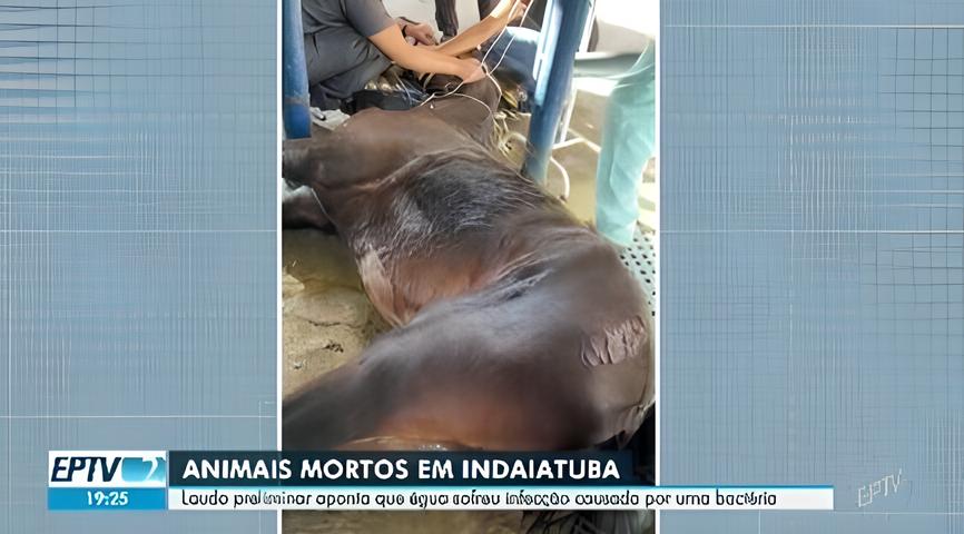 Mist rio nas Estrebarias A Tr gica Epidemia que Assombra Indaiatuba e Coloca em Risco a Vida de Centenas de Cavalos