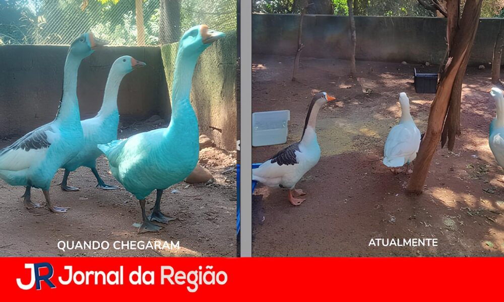 O Caso dos Lagos Azuis Como Alertas Ignorados Selaram o Destino de Jundia