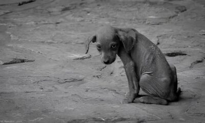 O Grito Silencioso Den ncia Revela Colapso no Bem Estar Animal de Campinas