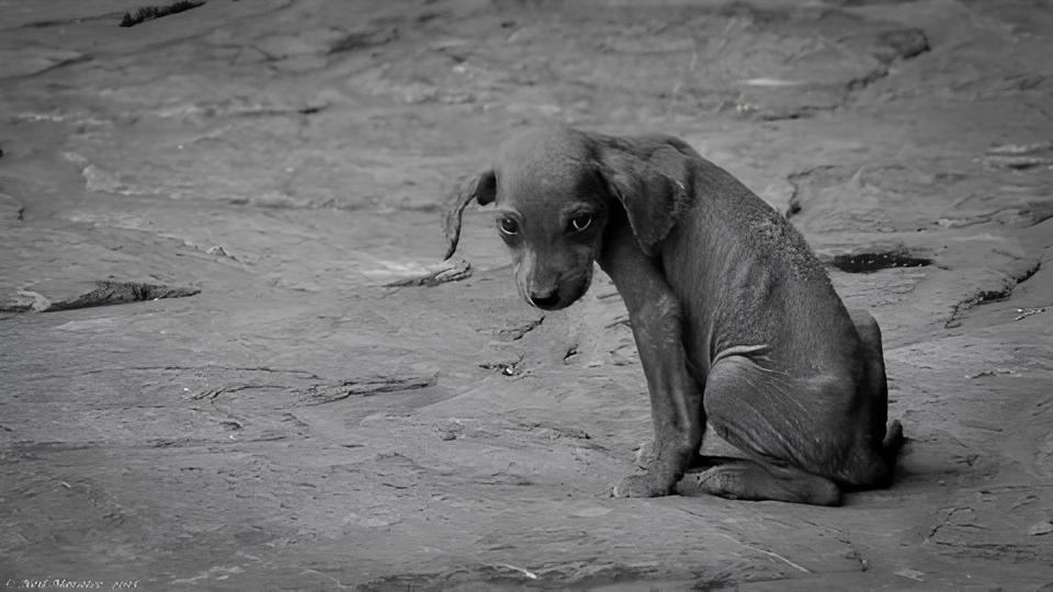 O Grito Silencioso: Denúncia Revela Colapso no Bem-Estar Animal de Campinas 15 O Grito Silencioso Den ncia Revela Colapso no Bem Estar Animal de Campinas