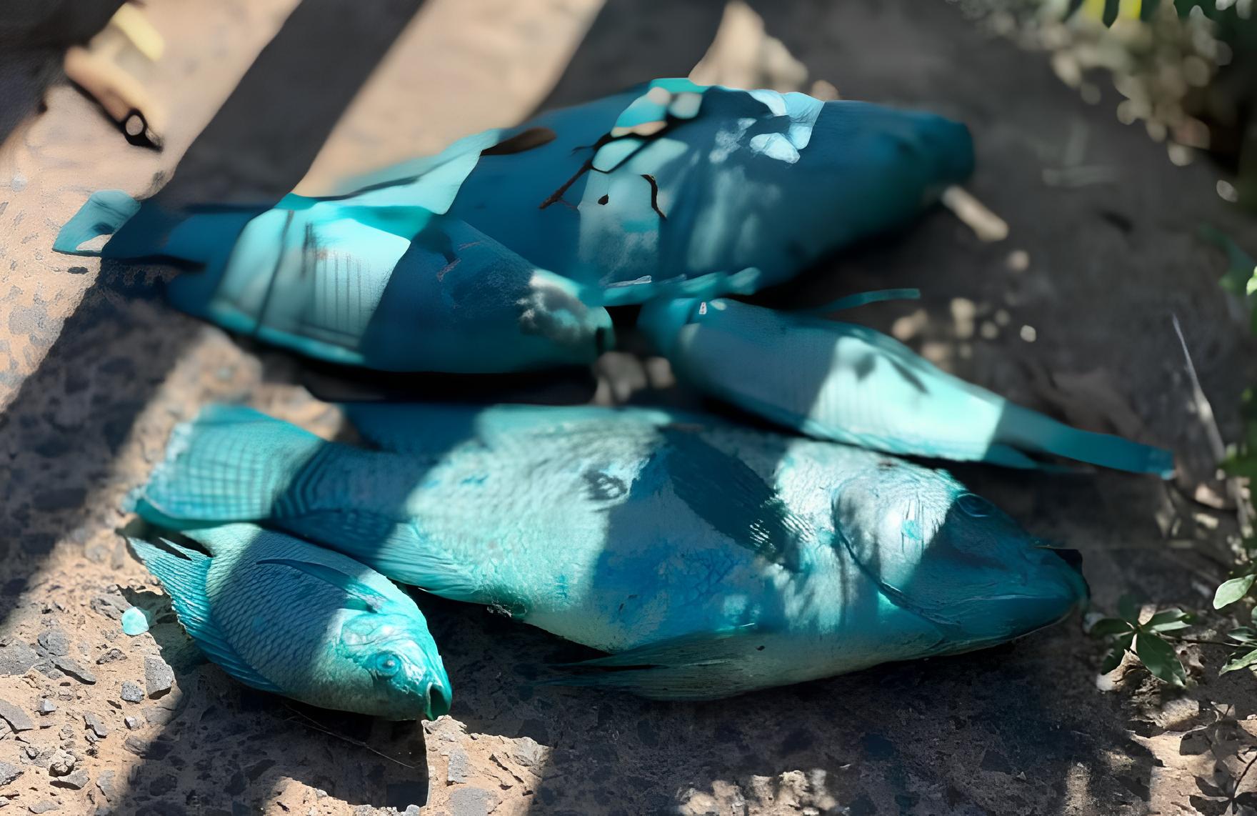 O Mistério do Córrego Azul: Como um Derramamento de Corante Revelou Fragilidades Ambientais e Impactos na Vida Cotidiana 15 O Mist rio do C rrego Azul Como um Derramamento de Corante Revelou Fragilidades Ambientais e Impactos na Vida Cotidiana