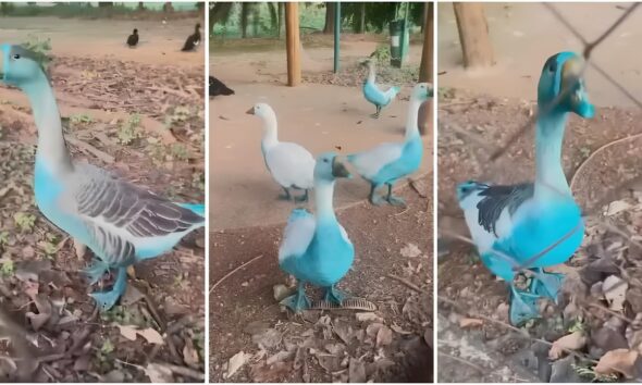 O Mist rio dos Animais Azuis Como um Acidente em SP Revelou uma Crise Ambiental Silenciosa