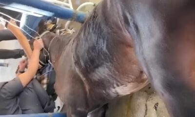 O Mist rio nos Est bios Como Nove Cavalos Morreram e o Alerta Sobre Intoxica o Alimentar em Haras de Elite