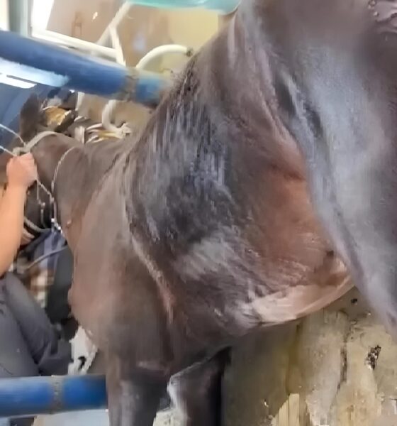 O Mistério nos Estábios: Como Nove Cavalos Morreram e o Alerta Sobre Intoxicação Alimentar em Haras de Elite 16 O Mist rio nos Est bios Como Nove Cavalos Morreram e o Alerta Sobre Intoxica o Alimentar em Haras de Elite