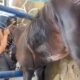 O Mist rio nos Est bios Como Nove Cavalos Morreram e o Alerta Sobre Intoxica o Alimentar em Haras de Elite