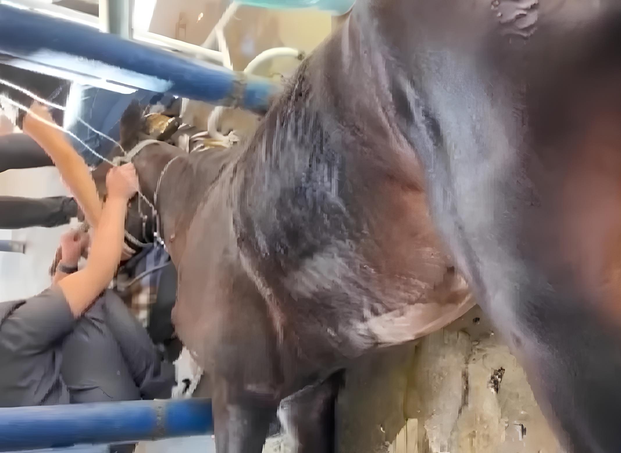 O Mistério nos Estábios: Como Nove Cavalos Morreram e o Alerta Sobre Intoxicação Alimentar em Haras de Elite 15