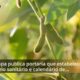 O Salto Verde Como o Brasil Est Conquistando a Europa com Frutas Tropicais em 2025