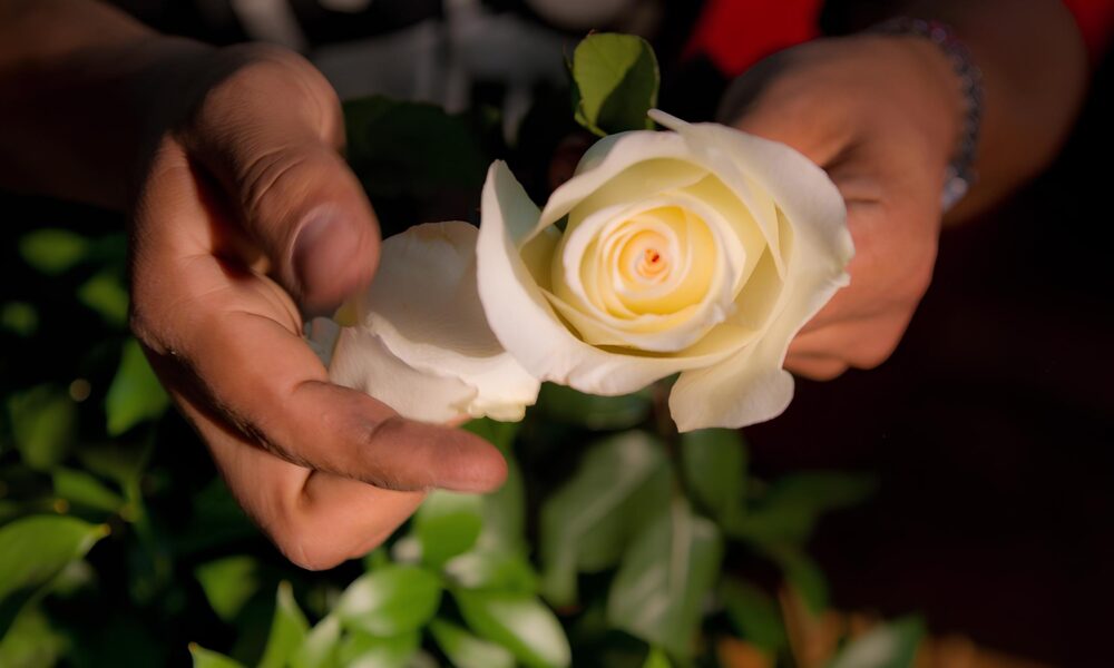 O Segredo Escondido nas P talas de Rosas Como a Natureza Est Revolucionando o Futuro da Ci ncia e do Design