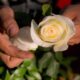 O Segredo Escondido nas P talas de Rosas Como a Natureza Est Revolucionando o Futuro da Ci ncia e do Design