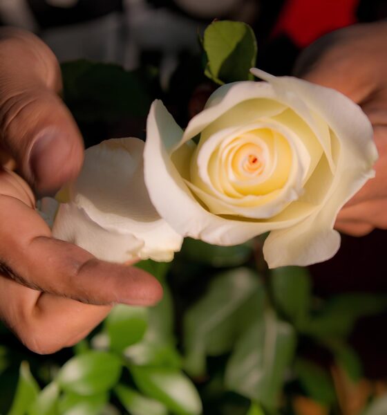 Por Que as Pétalas de Rosas Podem Revolucionar o Futuro da Ciência e Tecnologia? 16 Por Que as P talas de Rosas Podem Revolucionar o Futuro da Ci ncia e Tecnologia