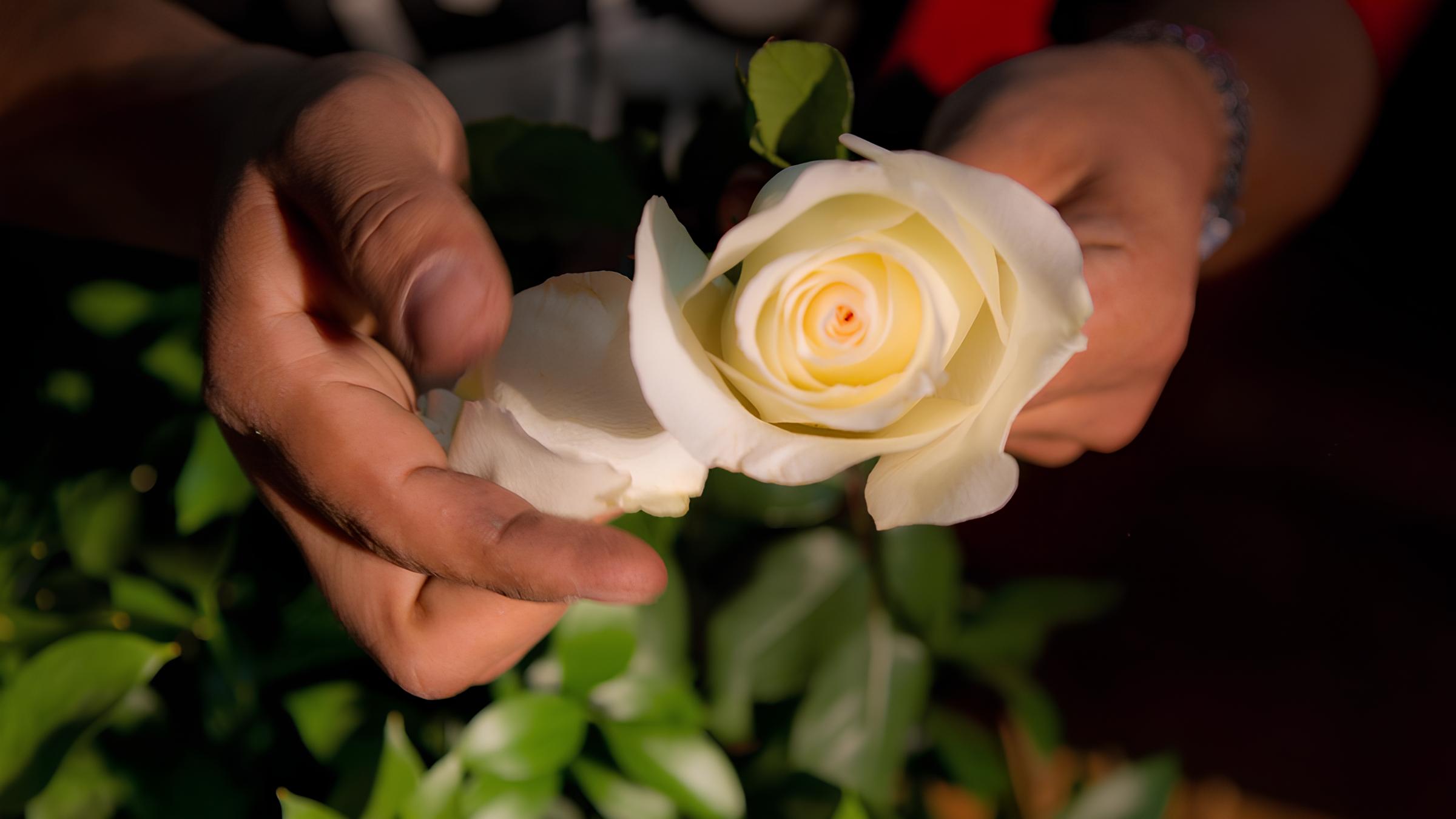 Por Que as Pétalas de Rosas Podem Revolucionar o Futuro da Ciência e Tecnologia? 15 Por Que as P talas de Rosas Podem Revolucionar o Futuro da Ci ncia e Tecnologia