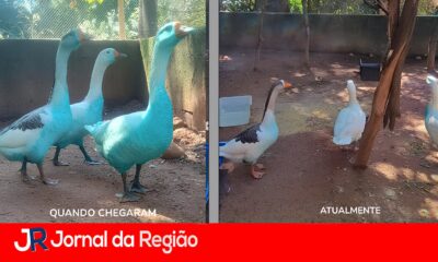 Quando a Natureza Fica Azul A Saga dos Gansos de Jundia e o Chamado para um Futuro Sustent vel