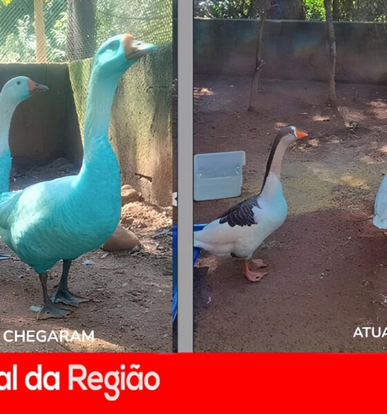 Quando a Natureza Fica Azul: A Saga dos Gansos de Jundiaí e o Chamado para um Futuro Sustentável 16 Quando a Natureza Fica Azul A Saga dos Gansos de Jundia e o Chamado para um Futuro Sustent vel