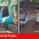 Quando a Natureza Fica Azul A Saga dos Gansos de Jundia e o Chamado para um Futuro Sustent vel