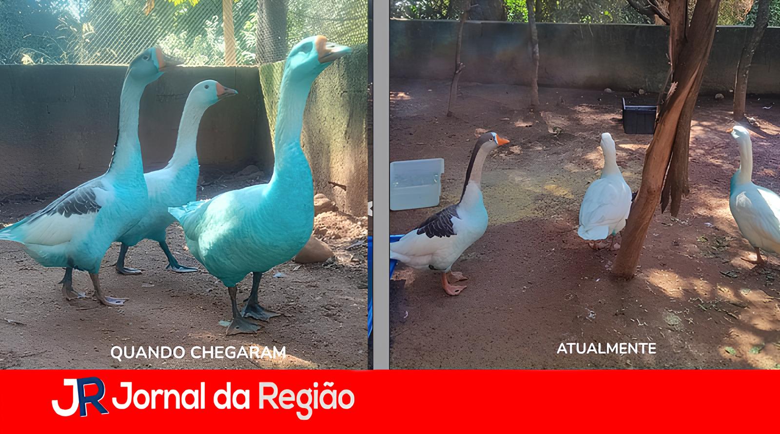 Quando a Natureza Fica Azul: A Saga dos Gansos de Jundiaí e o Chamado para um Futuro Sustentável 15 Quando a Natureza Fica Azul A Saga dos Gansos de Jundia e o Chamado para um Futuro Sustent vel