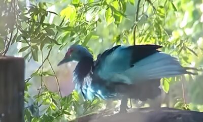 Quando a Natureza Fica Azul O Caso dos Lagos de Jundia e o Alerta Ignorado