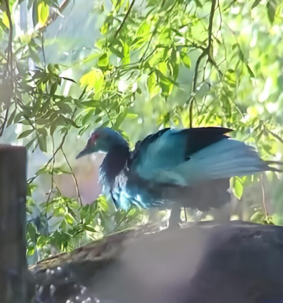 Quando a Natureza Fica Azul: O Caso dos Lagos de Jundiaí e o Alerta Ignorado 16 Quando a Natureza Fica Azul O Caso dos Lagos de Jundia e o Alerta Ignorado