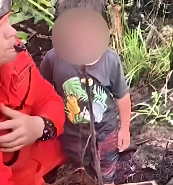 Quando a Natureza Intervém: Como Cães Selvagens Salvaram um Menino Perdido no Coração da Amazônia 16 Quando a Natureza Interv m Como C es Selvagens Salvaram um Menino Perdido no Cora o da Amaz nia
