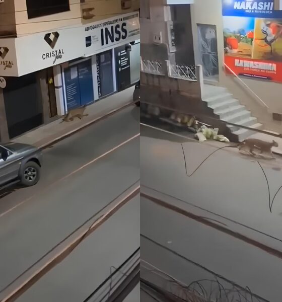 Quando a Selva Encontra a Cidade: A História da Onça-Parda que Parou o Espírito Santo 16 Quando a Selva Encontra a Cidade A Hist ria da On a Parda que Parou o Esp rito Santo