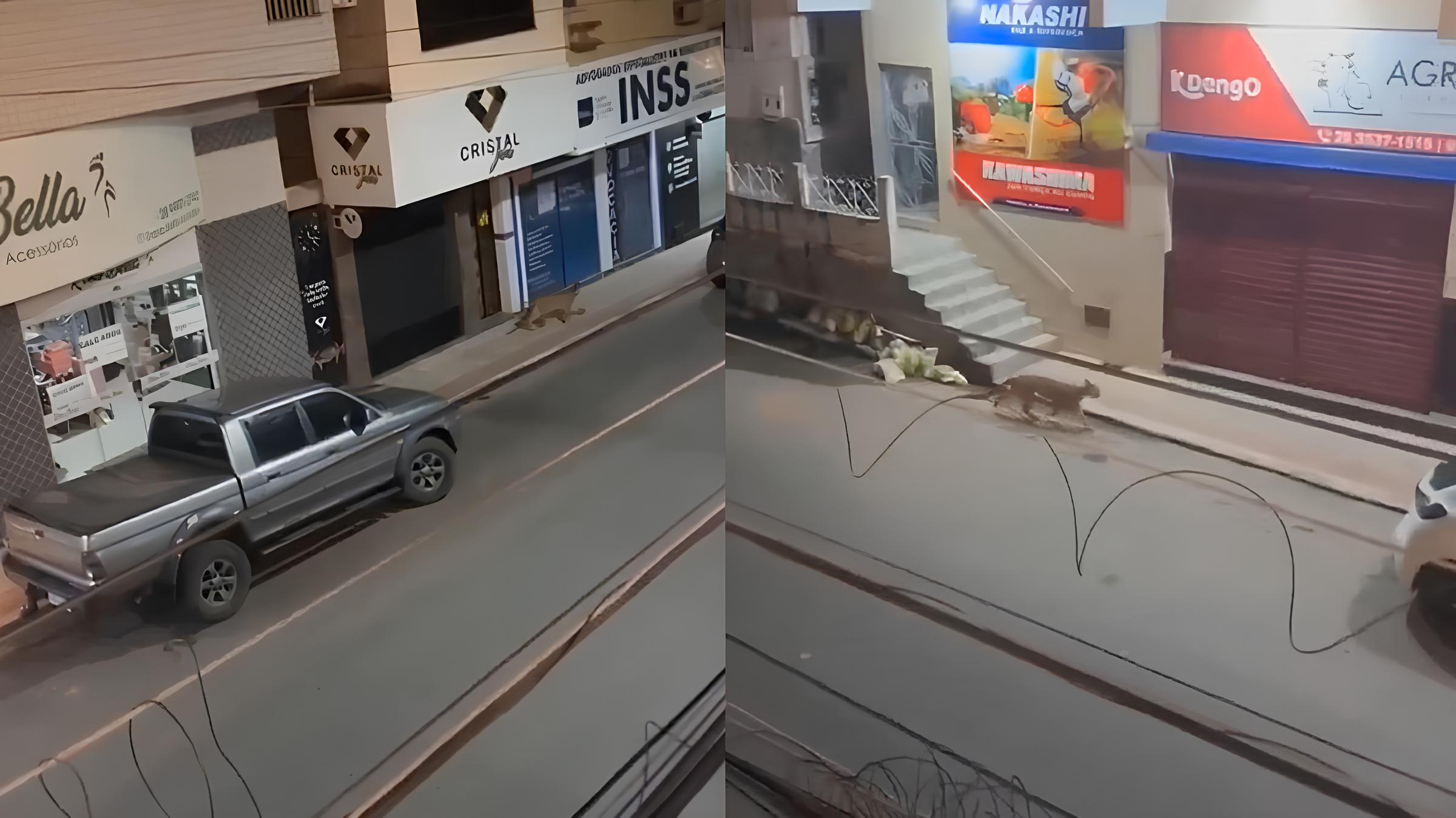 Quando a Selva Encontra a Cidade: A História da Onça-Parda que Parou o Espírito Santo 15 Quando a Selva Encontra a Cidade A Hist ria da On a Parda que Parou o Esp rito Santo