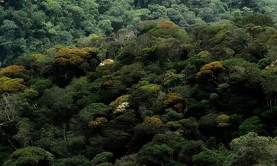 Voo para Alta Floresta Cancelado O Que Isso Significa Para o Futuro da Avia o Regional em MT