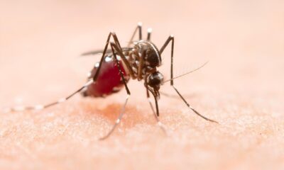 A Dengue em Indaiatuba Uma Crise Silenciosa que Deixa Marcas Profundas