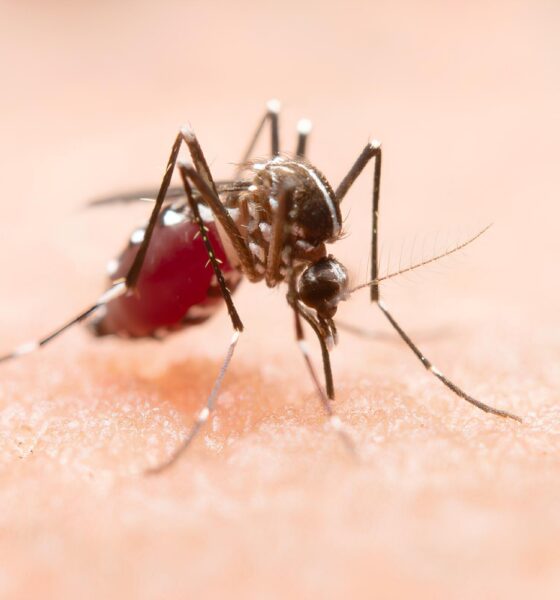 A Dengue em Indaiatuba: Uma Crise Silenciosa que Deixa Marcas Profundas 16 A Dengue em Indaiatuba Uma Crise Silenciosa que Deixa Marcas Profundas