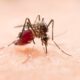 A Dengue em Indaiatuba Uma Crise Silenciosa que Deixa Marcas Profundas