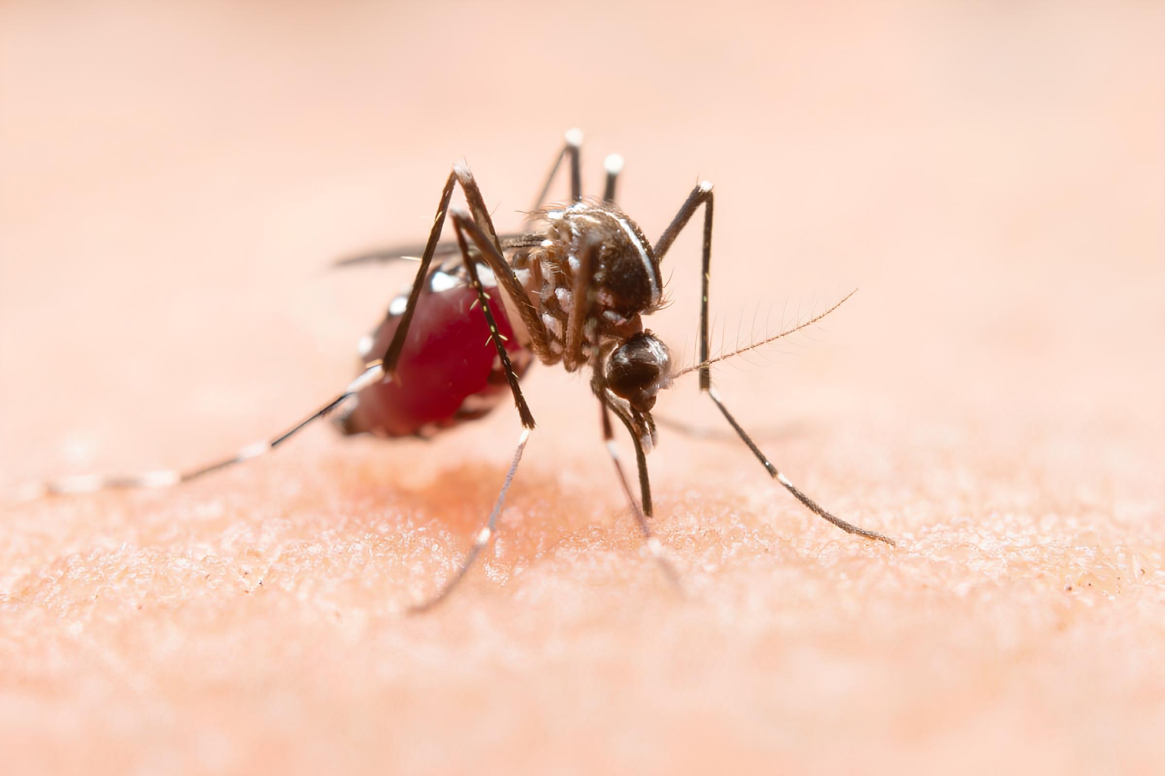 A Dengue em Indaiatuba: Uma Crise Silenciosa que Deixa Marcas Profundas 15