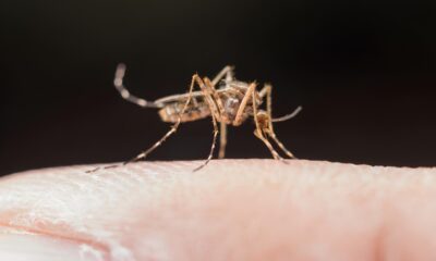 A Epidemia Silenciosa Como Indaiatuba Est Combatendo o Avan o da Dengue em 2025