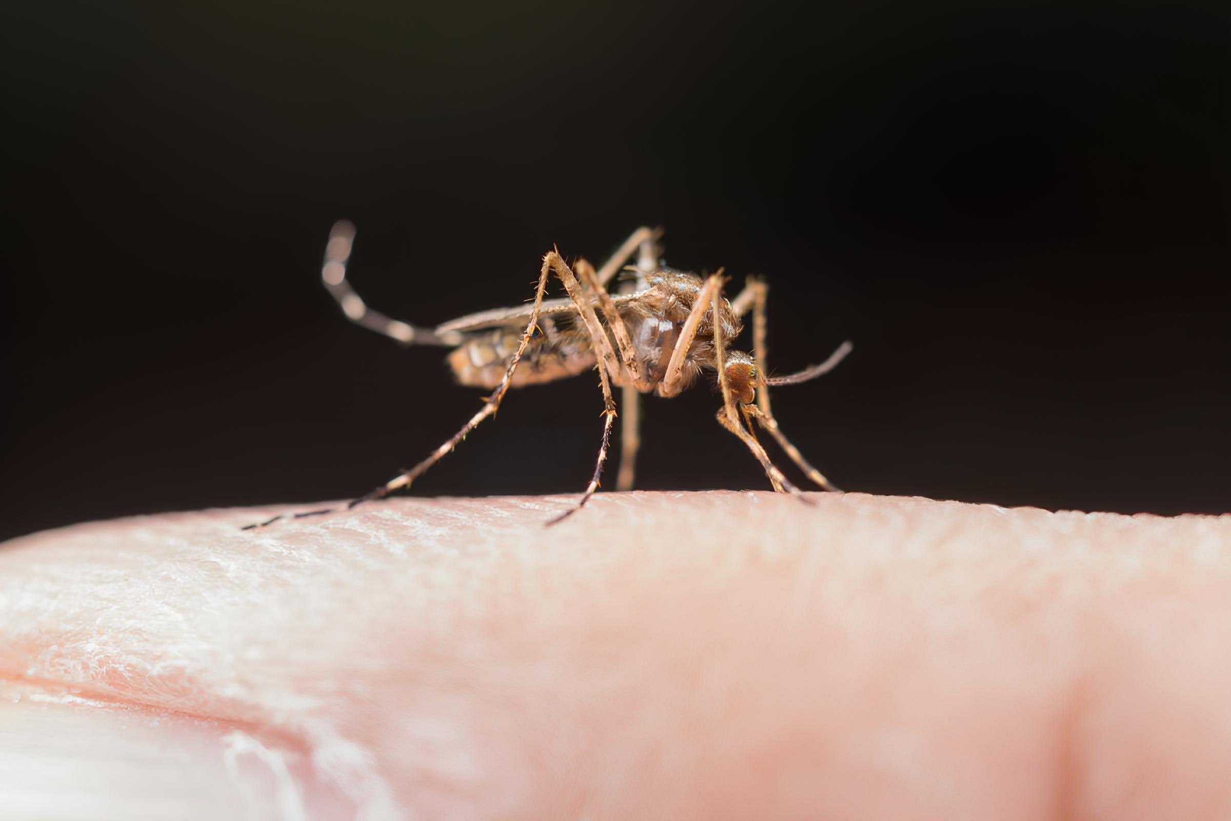A Epidemia Silenciosa: Como Indaiatuba Está Combatendo o Avanço da Dengue em 2025 15 A Epidemia Silenciosa Como Indaiatuba Est Combatendo o Avan o da Dengue em 2025