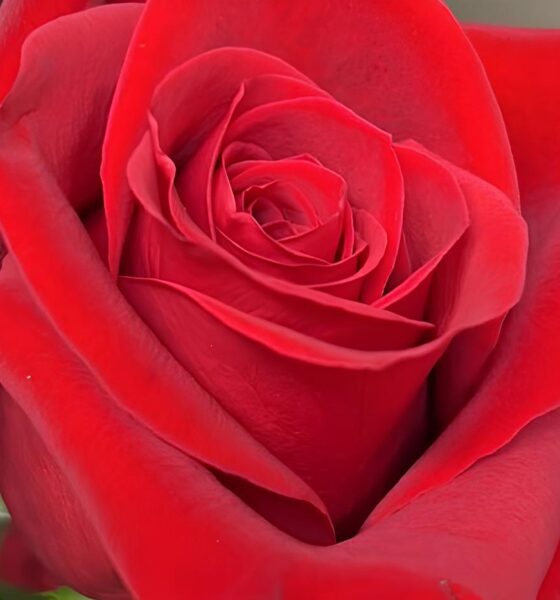 As Rosas que Cruzam Fronteiras: Como 60 Toneladas de Beleza Colombiana Invadem o Brasil para Conquistar Corações no Dia dos Namorados 16 As Rosas que Cruzam Fronteiras Como 60 Toneladas de Beleza Colombiana Invadem o Brasil para Conquistar Cora es no Dia dos Namorados