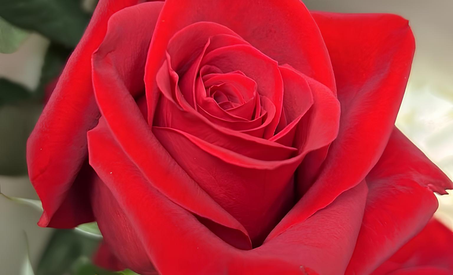 As Rosas que Cruzam Fronteiras: Como 60 Toneladas de Beleza Colombiana Invadem o Brasil para Conquistar Corações no Dia dos Namorados 15 As Rosas que Cruzam Fronteiras Como 60 Toneladas de Beleza Colombiana Invadem o Brasil para Conquistar Cora es no Dia dos Namorados