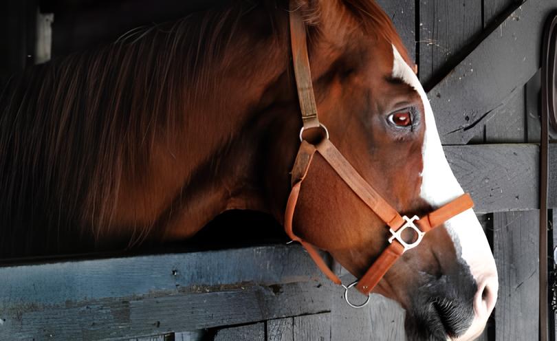 Cavalaria em Colapso: O Escândalo das Rações Contaminadas que Matou 122 Cavalos e Assombra o País 15 Cavalaria em Colapso O Esc ndalo das Ra es Contaminadas que Matou 122 Cavalos e Assombra o Pa s