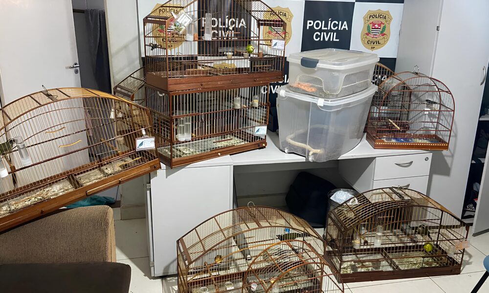 Como Animais Silvestres Resgatados em Itu e Salto Revelam o Submundo do Tr fico de Fauna no Brasil