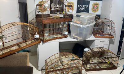 Como Animais Silvestres Resgatados em Itu e Salto Revelam o Submundo do Tr fico de Fauna no Brasil
