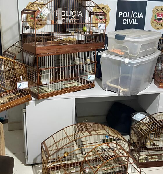 Como Animais Silvestres Resgatados em Itu e Salto Revelam o Submundo do Tráfico de Fauna no Brasil 16 Como Animais Silvestres Resgatados em Itu e Salto Revelam o Submundo do Tr fico de Fauna no Brasil