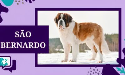 Como S o Bernardo Transforma Solidariedade em A o com a Campanha de Inverno 2025 e Suas Mascotes do Bem