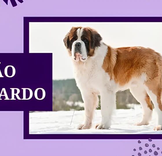 Como São Bernardo Transforma Solidariedade em Ação com a Campanha de Inverno 2025 e Suas Mascotes do Bem 16 Como S o Bernardo Transforma Solidariedade em A o com a Campanha de Inverno 2025 e Suas Mascotes do Bem