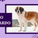 Como S o Bernardo Transforma Solidariedade em A o com a Campanha de Inverno 2025 e Suas Mascotes do Bem