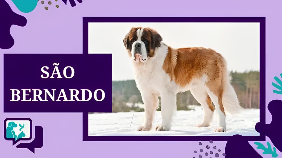 Como São Bernardo Transforma Solidariedade em Ação com a Campanha de Inverno 2025 e Suas Mascotes do Bem 15 Como S o Bernardo Transforma Solidariedade em A o com a Campanha de Inverno 2025 e Suas Mascotes do Bem