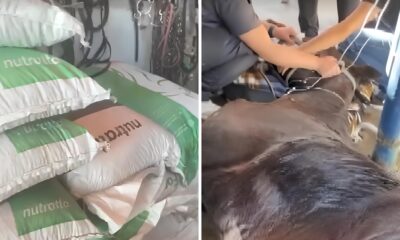 Mist rio na Morte dos Cavalos A Ra o Proibida a Contamina o Suspeita e o Caso que Parou o Brasil